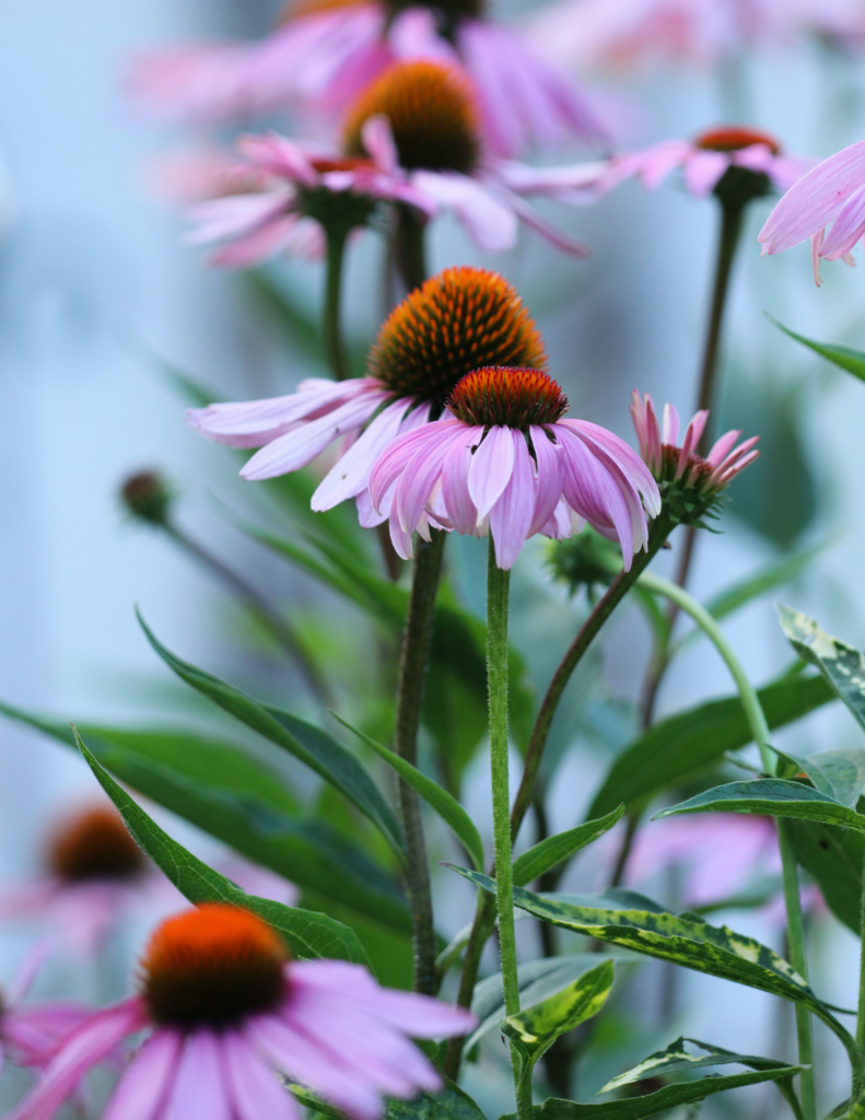 A close up of the flowers of purple coneflowers.