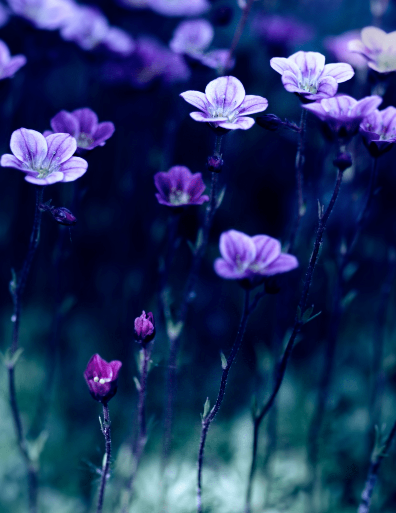 A field of purple flowers in the dark.