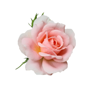 A pink rose with green leaves on top of it.