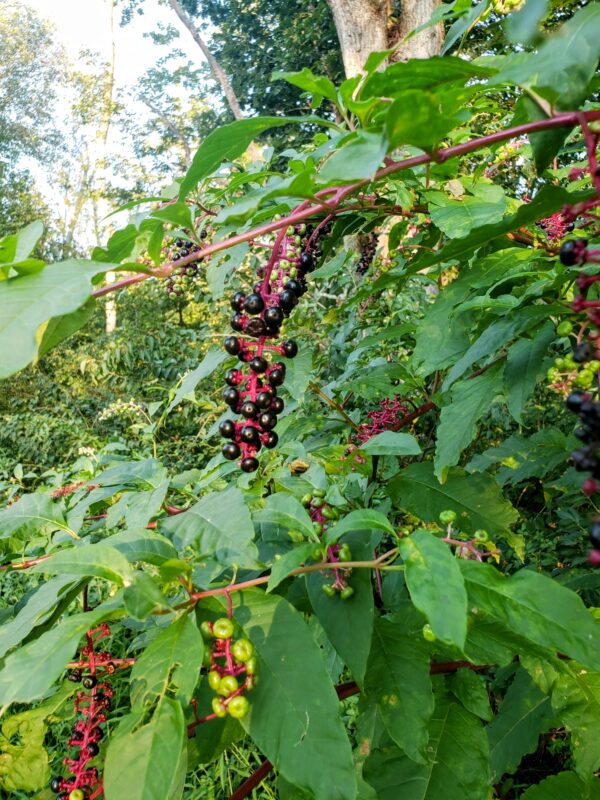 A bunch of berries hanging from the tree