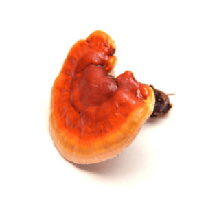 A piece of fruit that is sitting on the ground.