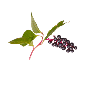 A branch of black berries with green leaves.