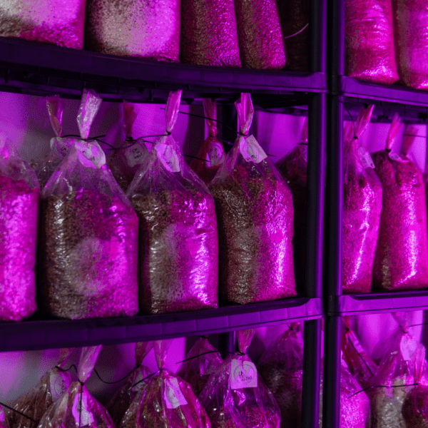 A shelf filled with bags of food in purple lights.