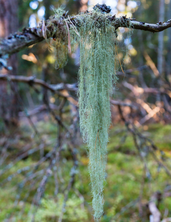 A green hanging from the side of a tree.