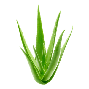 A close up of an aloe plant on a white background