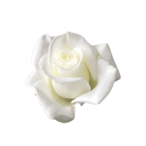 A white rose is shown on the picture.