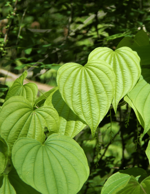 Wild Yam Balancing Cream - Image 4