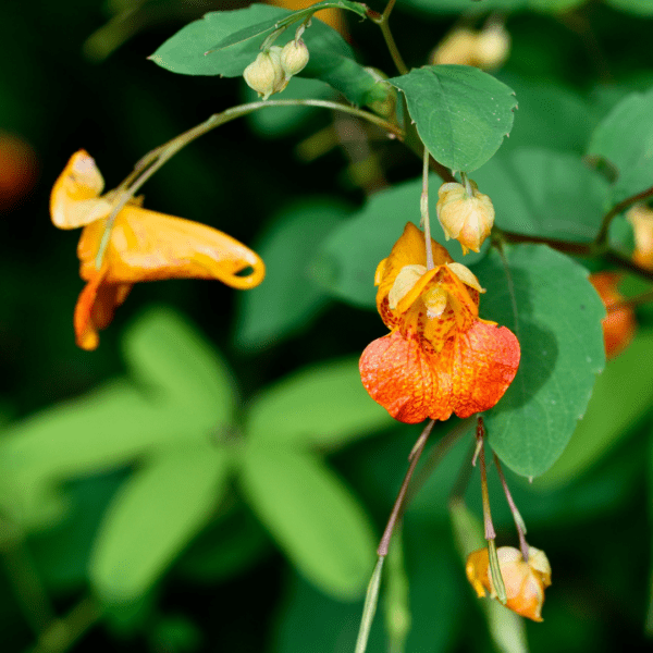 A plant with orange Jewelweed flowers and green leaves.