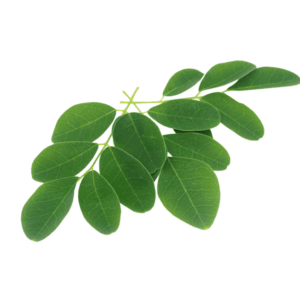 Moringa Cortisol Elixir