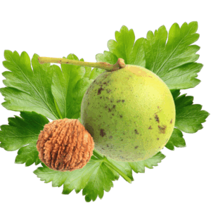 Children's Para-Cleanse Antiparasitic