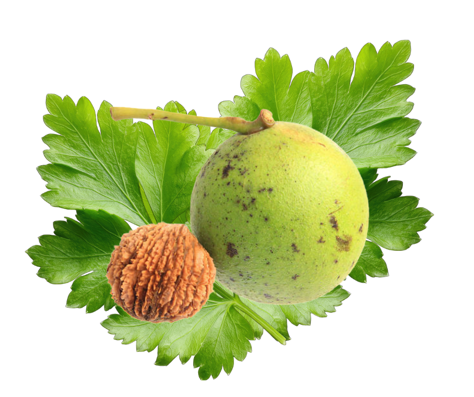 Children's Para-Cleanse Antiparasitic