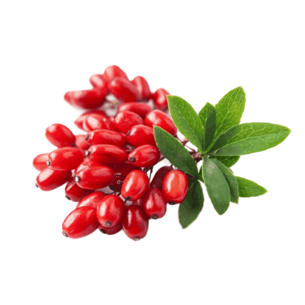 Barberry Root Elixir
