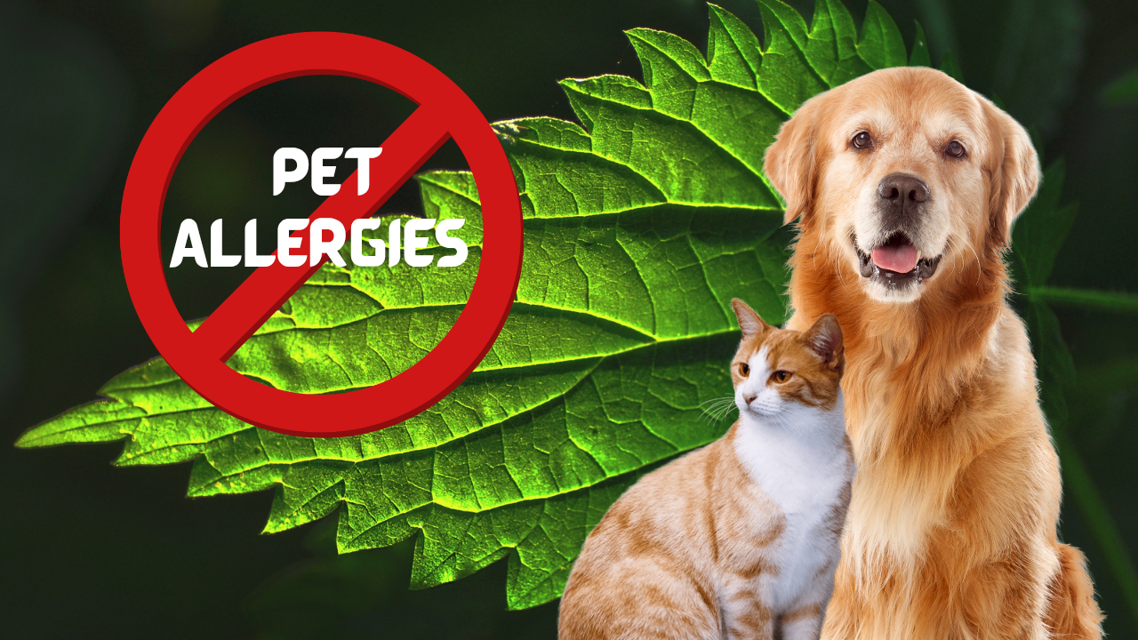 Pet allergy thumbnail. A red no symbol over "pet allergies" next to a cat and dog, and a green plant.